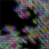 Dragon Curve Fractal (2004)